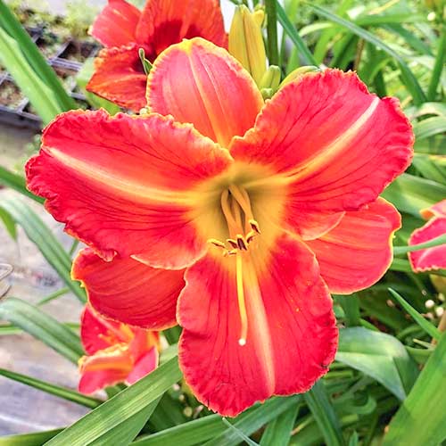 1 szt, Taglilie (Hemerocallis) Orange - Stauden: Ilość w opakowaniu: 1 szt