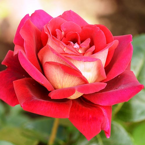 1 Pflanze(n), Rose Großblütige Kronenburg - Setzlinge: Ilość w opakowaniu: 1 Pflanze(n)