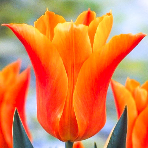 5 Stück, Tulpe Ballade Orange - Blumenzwiebeln: Ilość w opakowaniu: 5 Stück