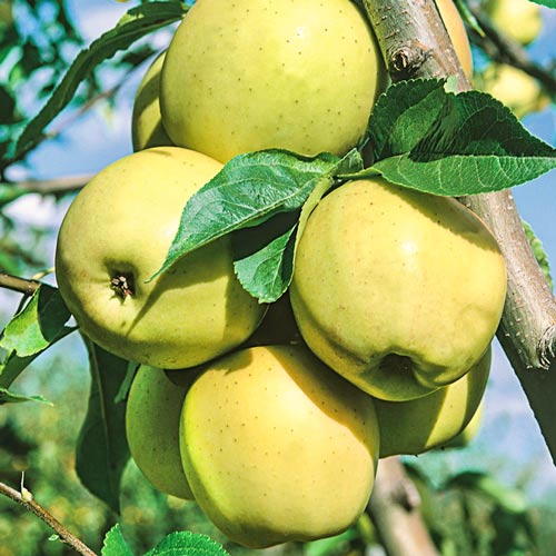 Macieira Golden Super, С2 - Plântulas: Ilość w opakowaniu: 1 plant