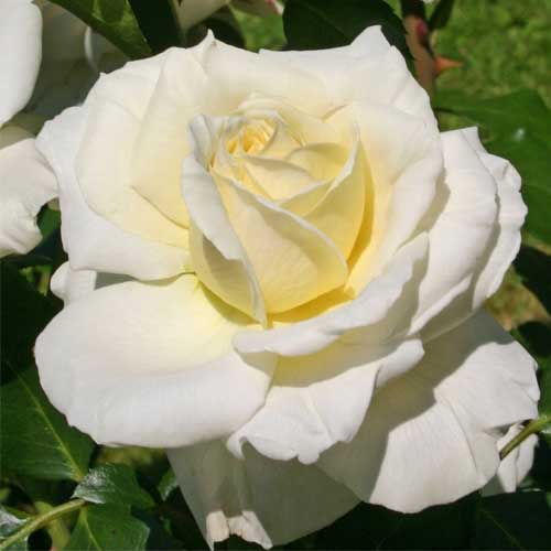 Rosa floribunda Kronprinsesse Mary , С5 - Plántulas: Ilość w opakowaniu: 1 plantas
