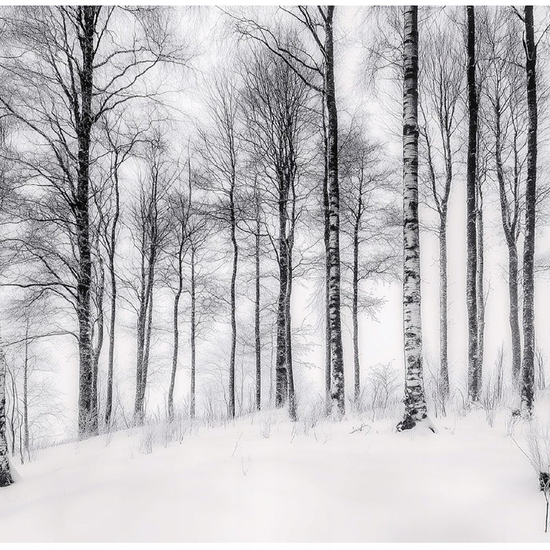 Fototapeta Drzewa Czarno Białe Las Natura 300x210 cm Tapeta Do Sypialni Salonu Kuchni Na Flizelinie
