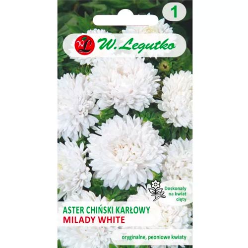 1 szt, Aster karłowy Milady White - Nasiona: Ilość w opakowaniu: 1 g