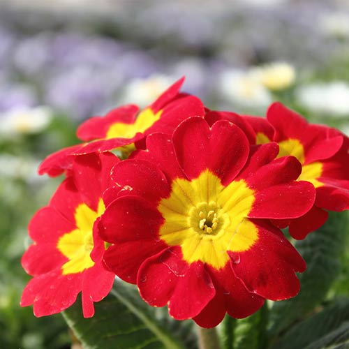 1 sadz, Pierwiosnek bezłodygowy (Primula) Red - Sadzonki: Ilość w opakowaniu: 1 sadz