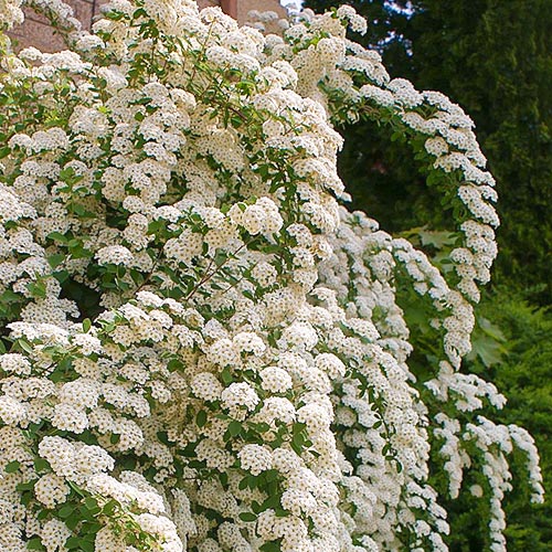 1 buc, Cununiță japonica June Bride - Răsaduri: Mod de ambalare: 1 buc