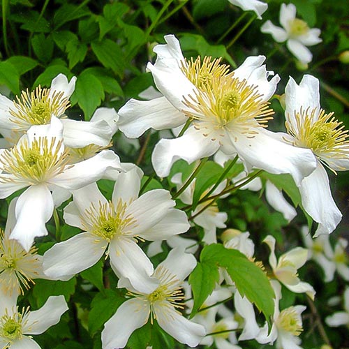 1 buc, Clematis montana Alba - Răsaduri: Mod de ambalare: 1 buc