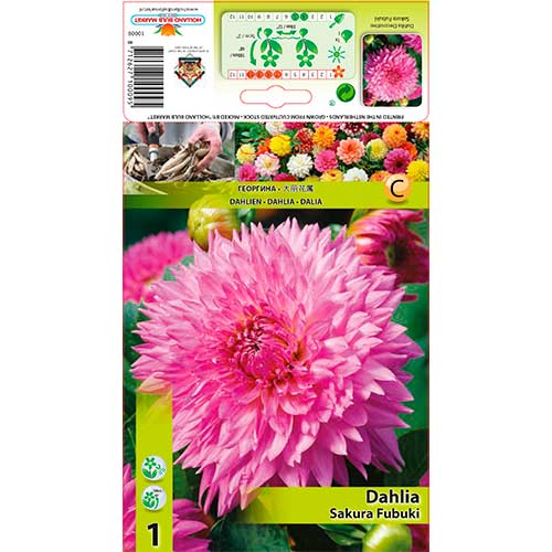 1 buc, Dalie Sakura Fubuki - Bulbi: Mod de ambalare: 1 buc