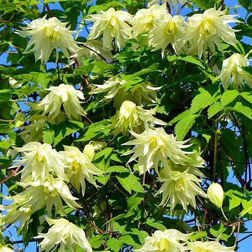 1 buc, Clematis Golden Dream - Răsaduri: Mod de ambalare: 1 buc