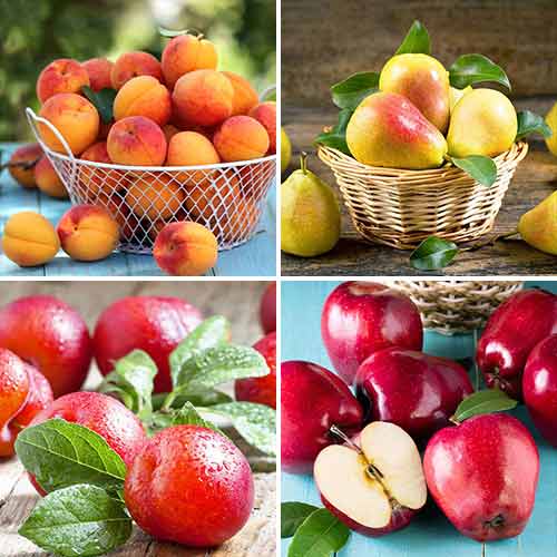 Ofertă specială! Fructe quartet, set de 4 soiuri - Puieți: Mod de ambalare: 4 buc