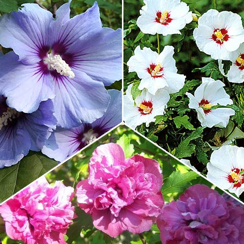 3 buc, Super-ofertă! Set de ”Hibiscus florile verii” de 3 soiuri - : Mod de ambalare: 3 buc