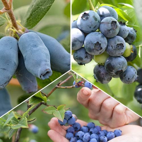Ofertă specială! Arbuști fructiferi Fructele Pădurii, set de 3 soiuri - Răsaduri: Mod de ambalare: 3 buc
