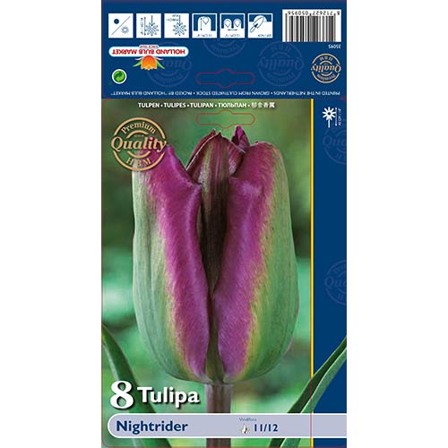 8 buc, Lalele Night Rider - Bulbi: Mod de ambalare: 8 buc