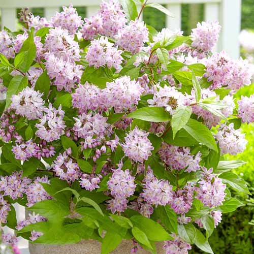1 buc, Deutzia Codsall Pink - Răsaduri: Mod de ambalare: 1 buc