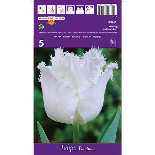 5 db, Tulipán Daytona - Hagymák: Mod de ambalare: 5 db