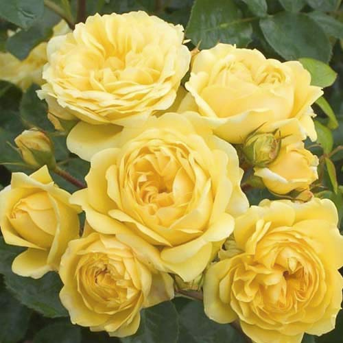 1 db, Rózsa floribunda Golden Border - Palánták: Mod de ambalare: 1 db