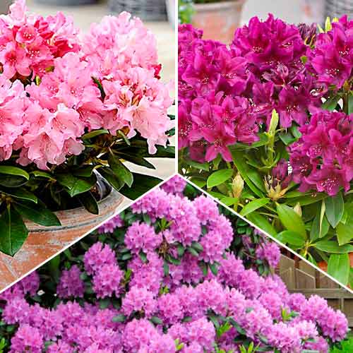 Tolles Angebot! Rhododendron, Set mit 3 Setzlingen - Setzlinge: Ilość w opakowaniu: 3 Pflanze(n)