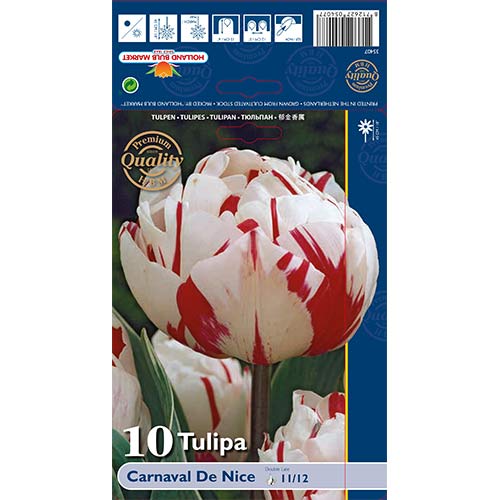 10 Stück, Tulpe Carnaval de Nice - Blumenzwiebeln: Ilość w opakowaniu: 10 Stück