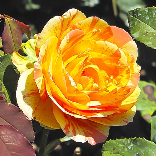 1 Pflanze(n), Großblumige Rose Rainbow Niagara - Setzlinge: Ilość w opakowaniu: 1 Pflanze(n)