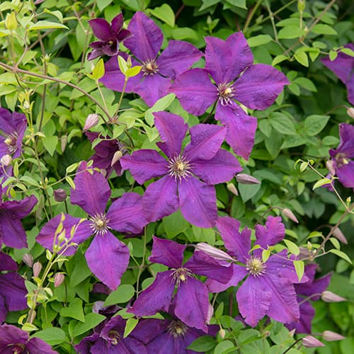 1 Pflanze(n), Clematis Polish Spirit - Setzlinge: Ilość w opakowaniu: 1 Pflanze(n)