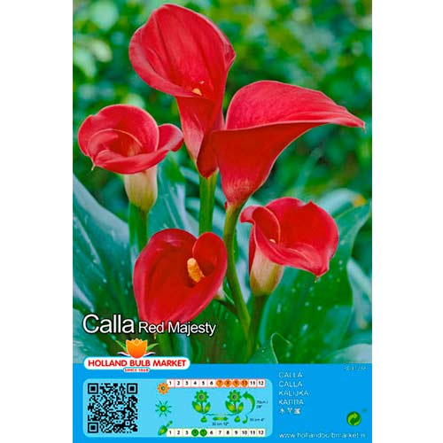 1 Stück, Calla Red - Stauden: Ilość w opakowaniu: 1 Stück