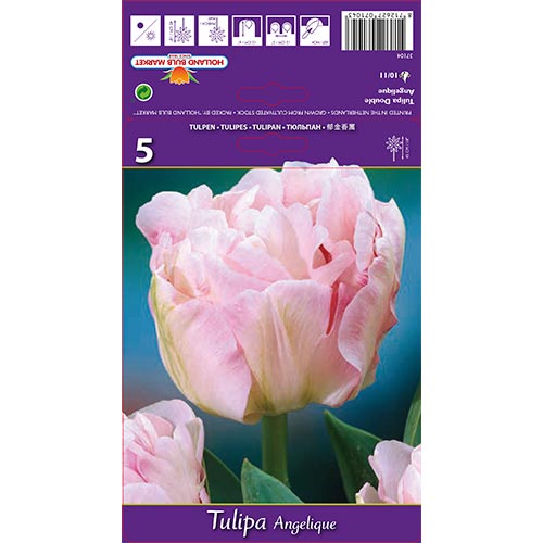 Tulip Angelique - Bulbos: Ilość w opakowaniu: 5 bulbe