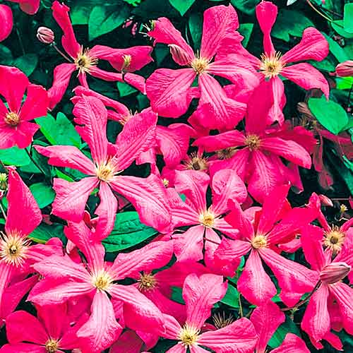 1 sadz, Clematis (Powojnik) Kermesina - Sadzonki: Ilość w opakowaniu: 1 sadz