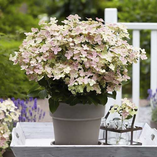 1 sadz, Hydrangea panic. Polestar, С2 - Sadzonki: Ilość w opakowaniu: 1 sadz