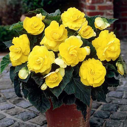 1 szt, Begonia bulwiasta drobnokwiatowa o pędach zwisających Pendula F1 żółta - Nasiona: Ilość w opakowaniu: 0.05 g
