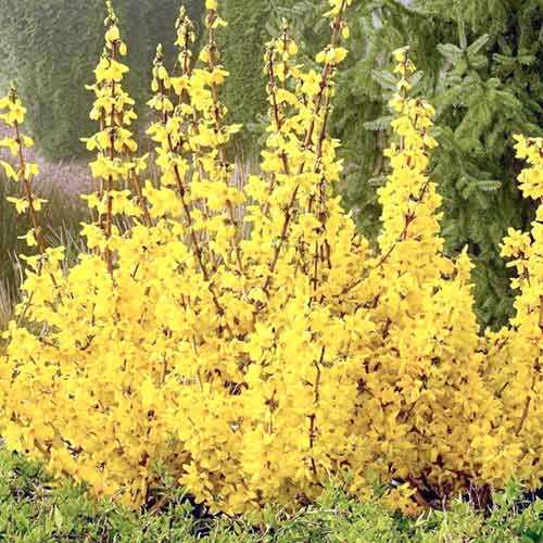 1 sadz, Forsycja pośrednia Spectabilis - Sadzonki: Ilość w opakowaniu: 1 sadz