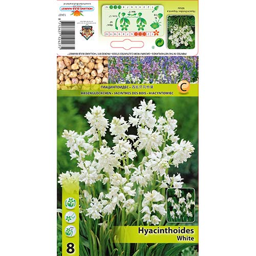 8 szt., Hiacyntowiec hiszpański White - Cebule: Ilość w opakowaniu: 8 szt.