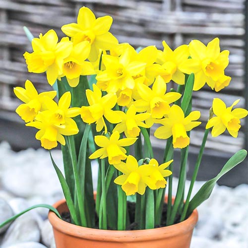 8 buc, Pachet economic! Narcise miniatur Tete a tete - Bulbi: Mod de ambalare: 8 buc