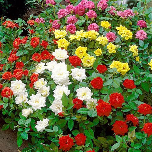 5 buc, Super-ofertă ! Set de trandafiri floribunda Color Mix de 5 soiuri - : Mod de ambalare: 5 buc