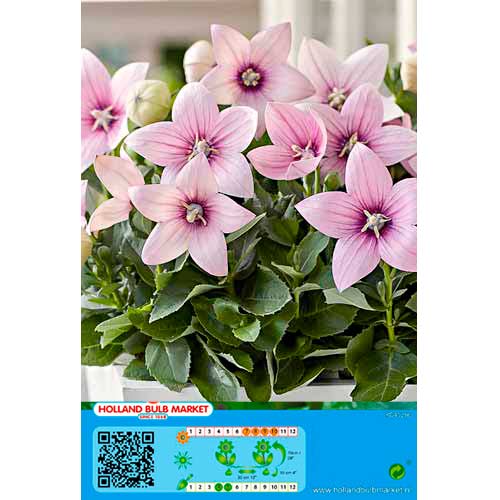 1 buc, Floarea balon (Platycodon) Pink - Bulbi: Mod de ambalare: 1 buc