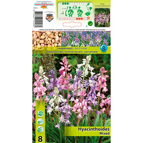 8 buc, Clopoțel spaniol mix multicolor - Bulbi: Mod de ambalare: 8 buc