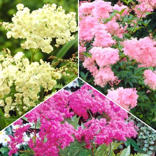 3 buc, Ofertă specială! Crețușcă (Filipendula), set de 3 soiuri - Bulbi: Mod de ambalare: 3 buc