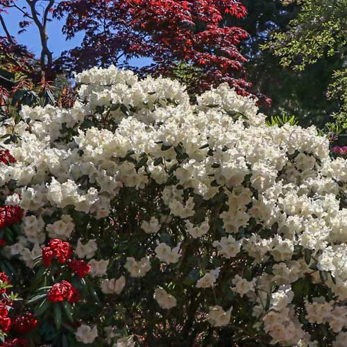 1 saz, Rododendron Gartendirektor Rieger - : Monžstvo balíkov: 1 saz