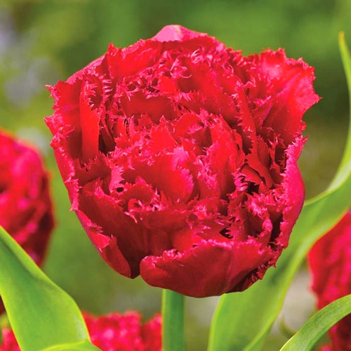 5 Stück, Tulpe Lion King - Blumenzwiebeln: Ilość w opakowaniu: 5 Stück