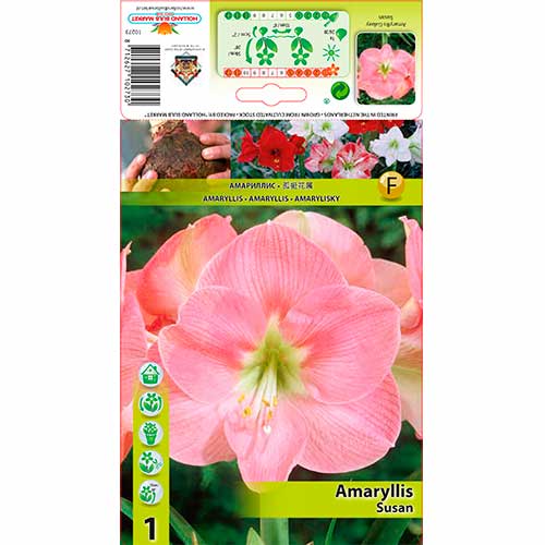 Amaryllis (Hippeastrum) Susan - Bulbos: Ilość w opakowaniu: 1 bulbe
