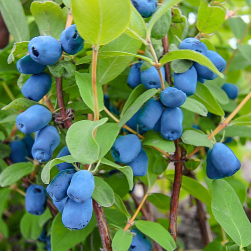 1 sadz, Jagoda kamczacka Indigo Gem, P9 - Sadzonki: Ilość w opakowaniu: 1 sadz