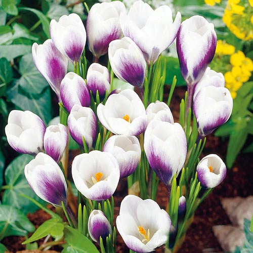 10+10 szt., Krokus Prins Claus - Cebule: Ilość w opakowaniu: 10+10 szt.