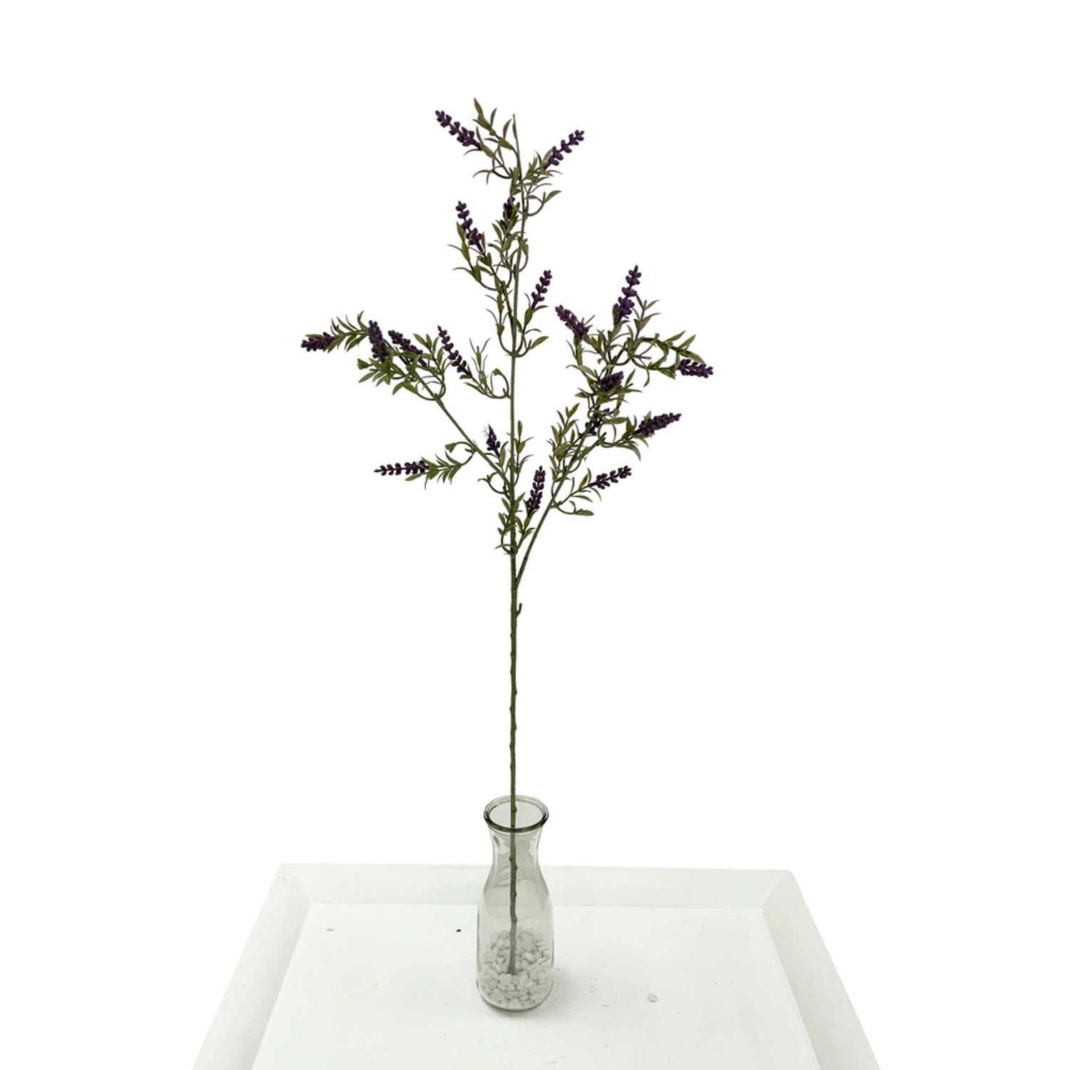 Lawenda gałąź - wys. 79 cm