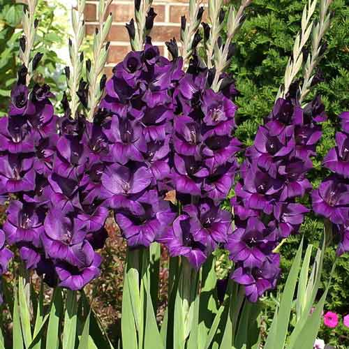 10 buc, Gladiole grandiflora Black Velvet - Bulbi: Mod de ambalare: 10 buc