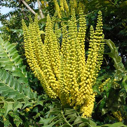 1 buc, Mahonia media Charity - Răsaduri: Mod de ambalare: 1 buc