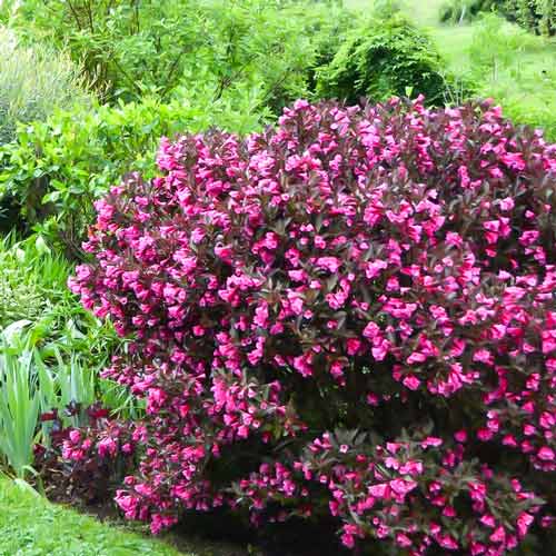 1 buc, Weigela florida Nana Purpurea - : Mod de ambalare: 1 buc