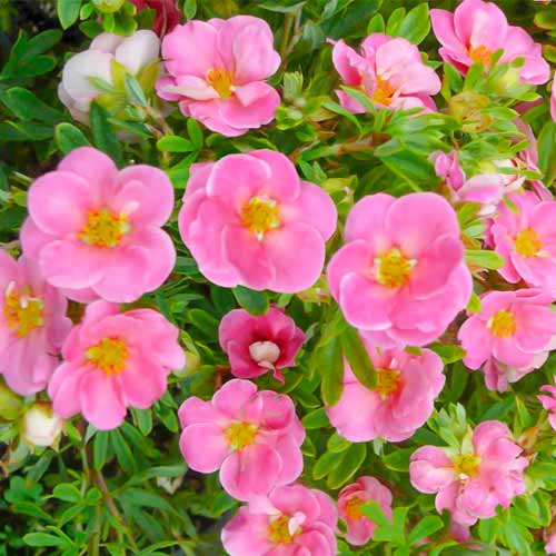 1 buc, Potentilla fruticosa Bellissima - Răsaduri: Mod de ambalare: 1 buc