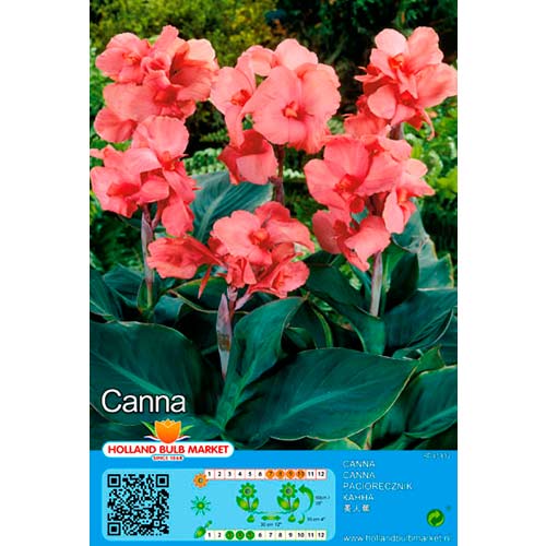1 buc, Canna Pink - Bulbi: Mod de ambalare: 1 buc