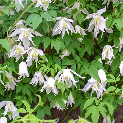 1 buc, Clematis White Swan - Răsaduri: Mod de ambalare: 1 buc