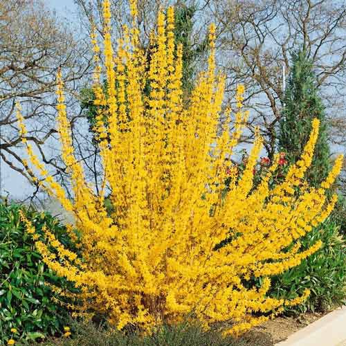 1 buc, Forsythia Golden Times - Răsaduri: Mod de ambalare: 1 buc