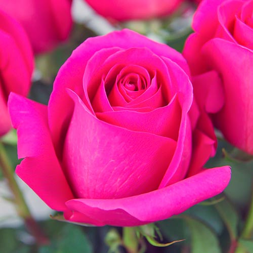 1 saz, Růže velkokvětá Pink, C2 - : Monžstvo balíkov: 1 saz