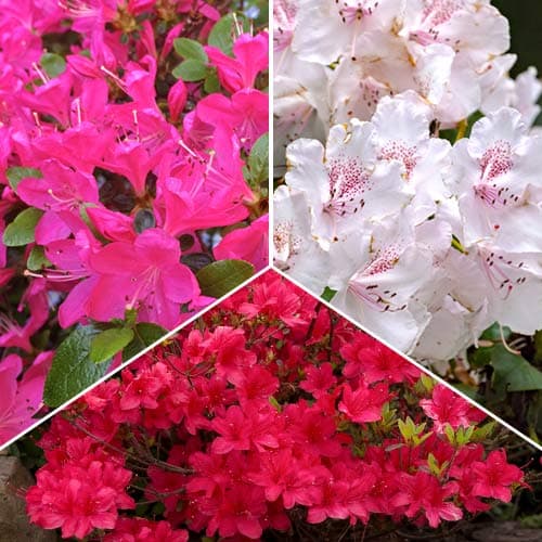 3 db, Rododendron Trió, 3 fajtából álló készlet - Palánták: Mod de ambalare: 3 db